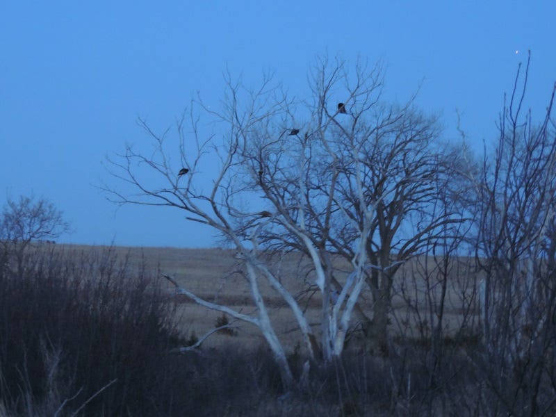 turkey hunting western prairies (2)