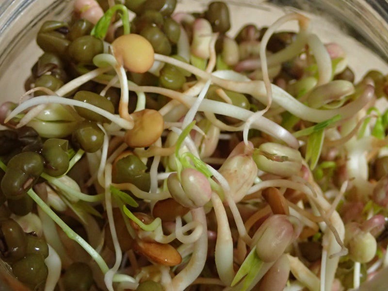 A bean sprout mix. 