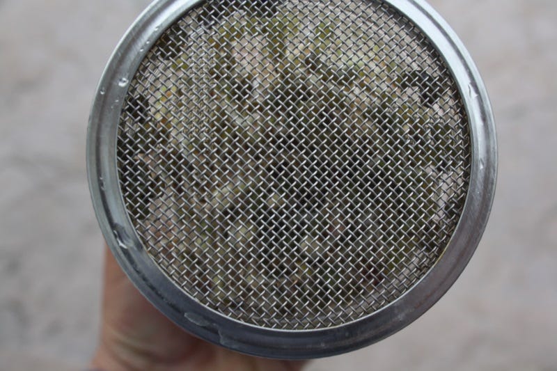 A screen that fits the mason jar lid works great to drain the sprouts