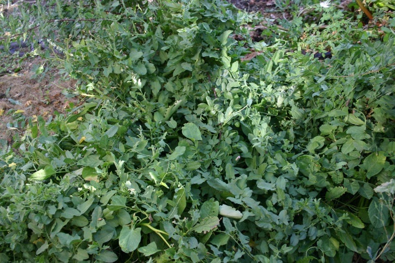 Bindweed takes over anything around it. It's best to weed it from the early spring and never let it gain a hold - Grisak