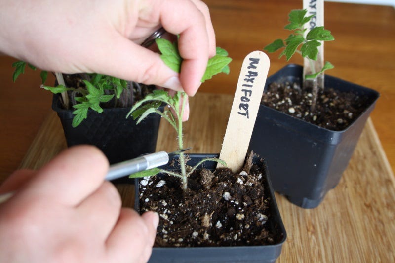 Carefully cut the rootstock at an angle for top grafting.