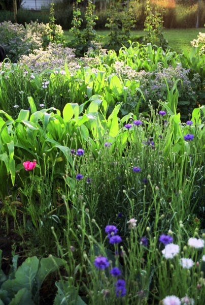 Corn and bachelor buttons growing together to make a beautiful garden- garden