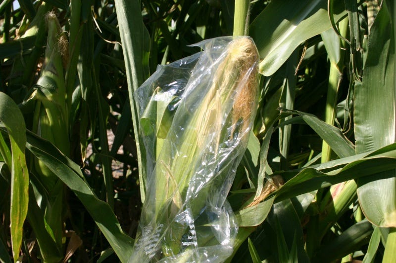 Cover ears with a bag to keep the birds away