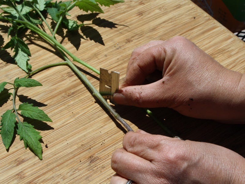 How To Graft Tomatoes for Increased Yield and Disease Resistance
