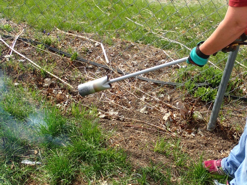 Flame weeding the grass