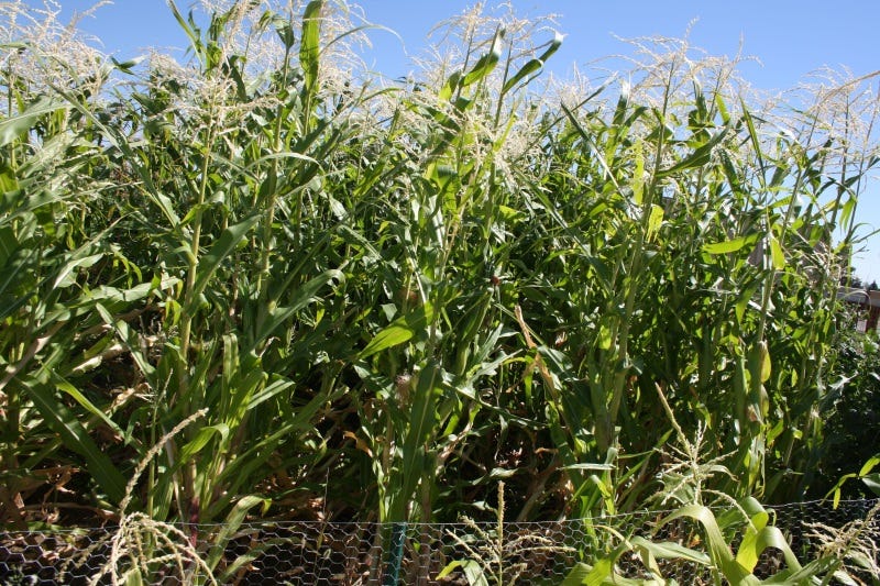 Hybrid sweet corn is typically larger and has much sweet corn than heirloom varieties.
