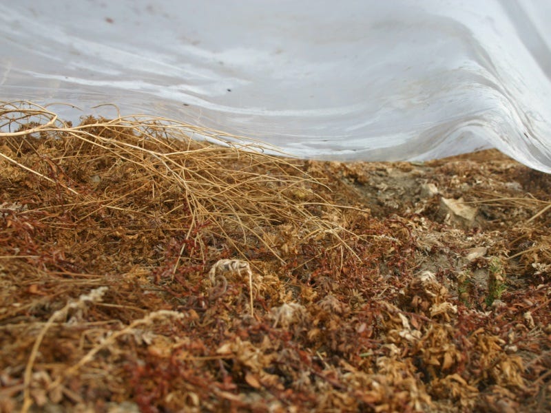 Many weeds are easily killed under plastic - Grisak