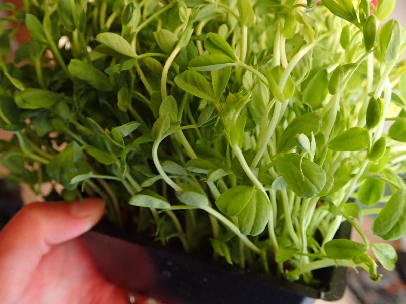 Microgreens-are-fast-growing-and-super-nutritious