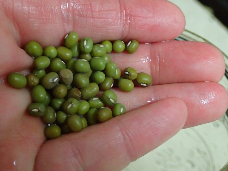 Mung bean seeds for sprouting or microgreens. 