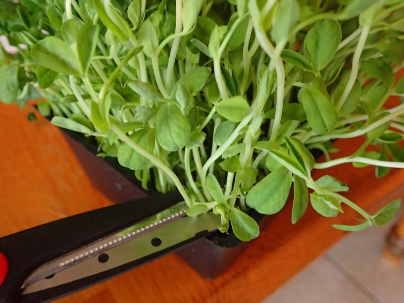 Snipping microgreens