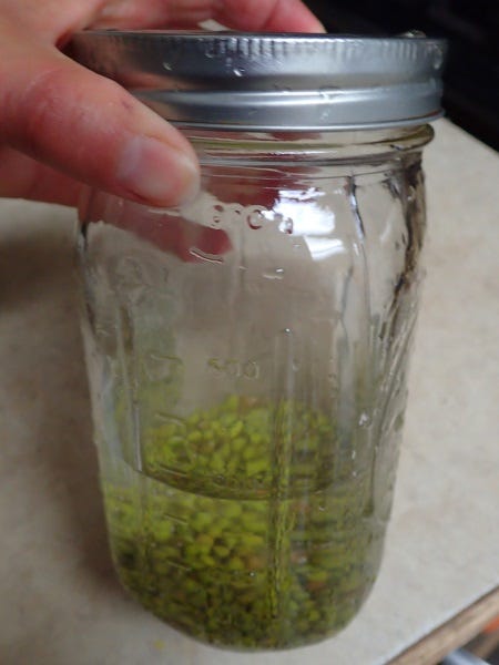 Soak bigger seeds, like mung beans overnight.