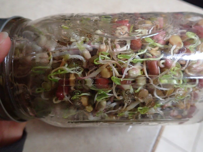 How To raise Sprouts and Microgreens
