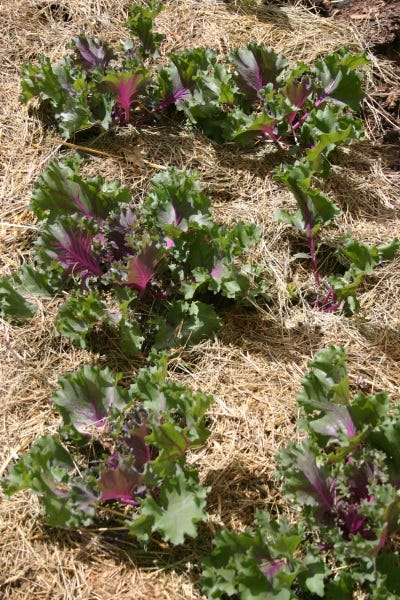 Straw mulch around kale plants help keep down the weeds - Grisak