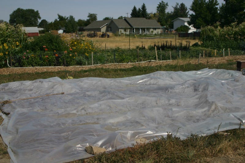 The entire plot in a community garden went to the weeds, so we pulled a sheet of plastic over it to cook them all out - Grisak