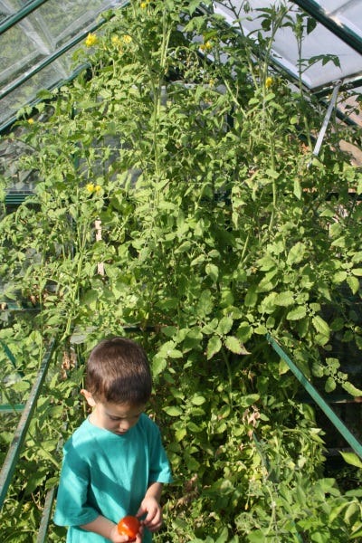 The grafted tomato pretty much took over the greenhouse last year. Grisak