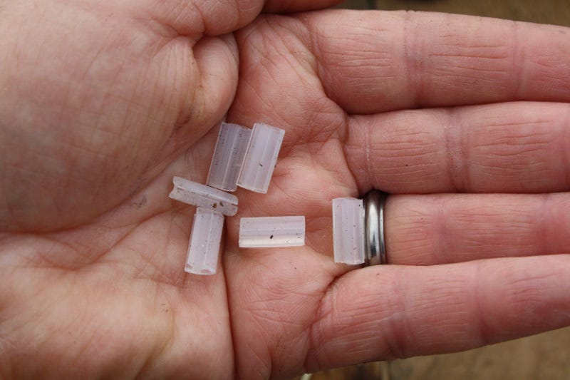 These are examples of the tiny silicon clips that are used for top grafting.