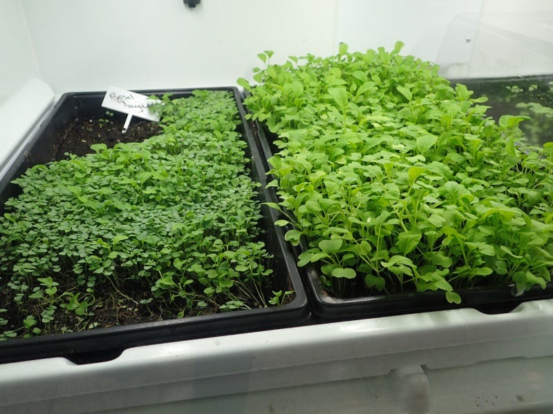 You can grow entire trays of micro greens.
