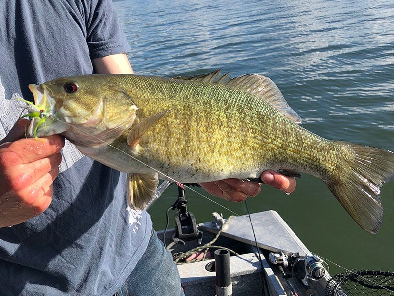 Top 5 Flies for Lake Pend Oreille Smallmouth