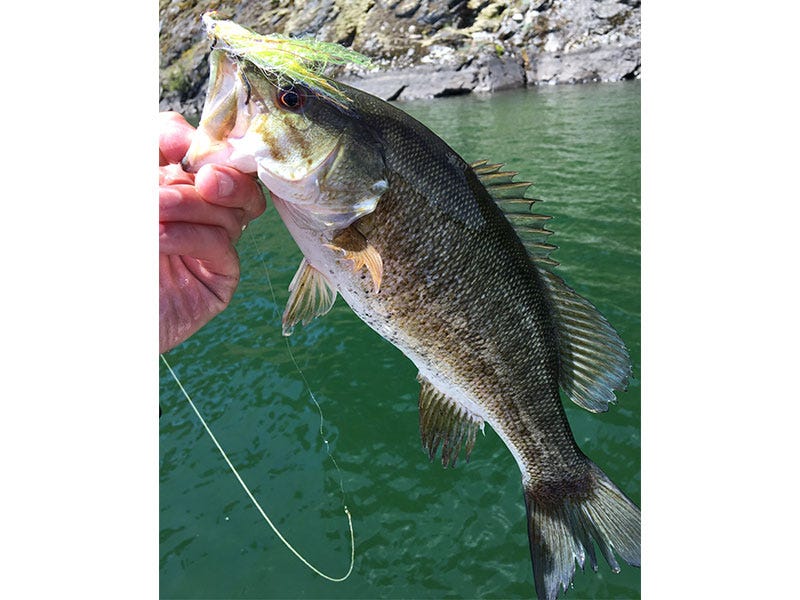 top-5-flies-lake-pend-oreille