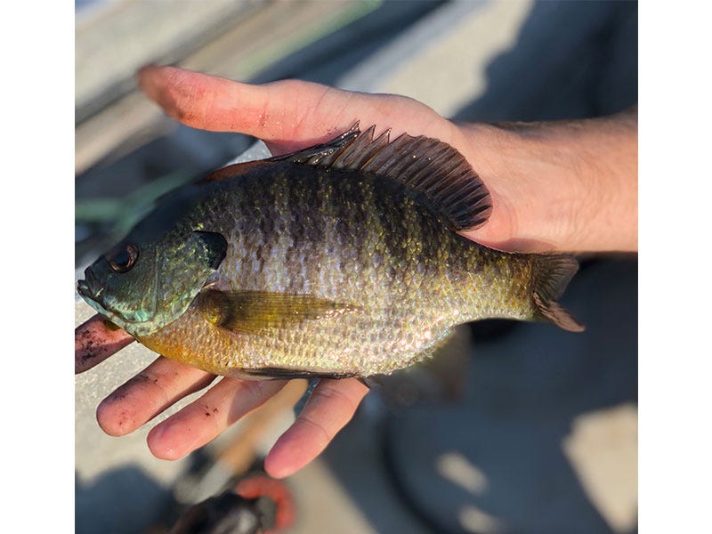 bluegill/pumpkinseed