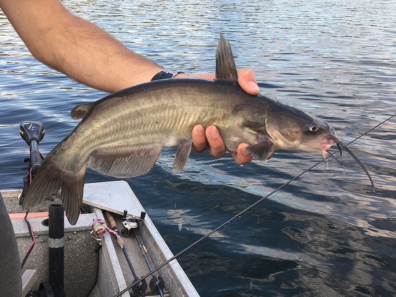 Channel Catfish