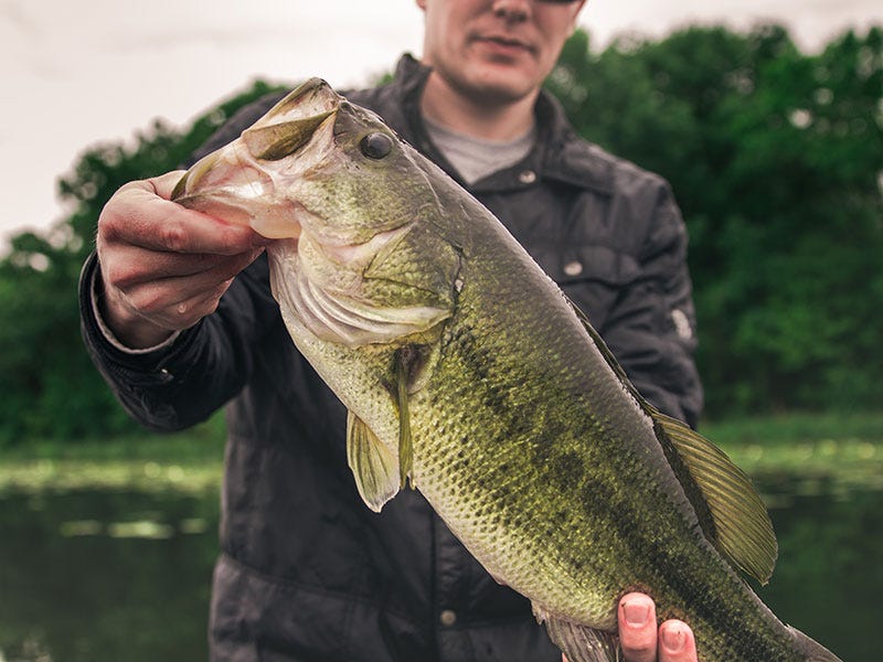 large mouth bass