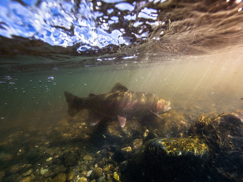 rainbow trout