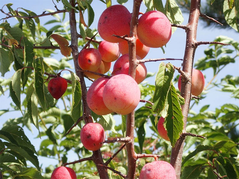Best Wild Fruits for The Backyard