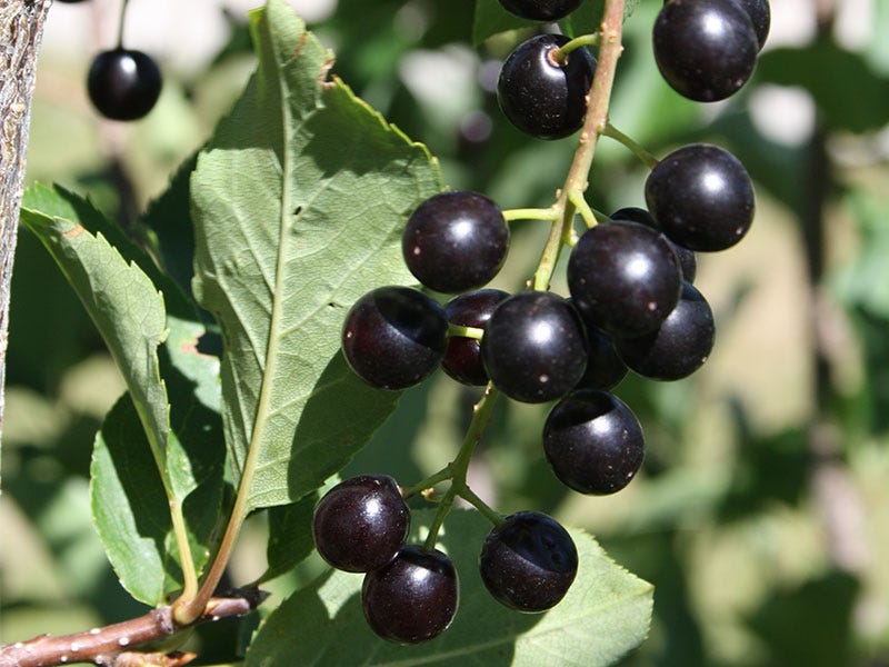 Chokecherries