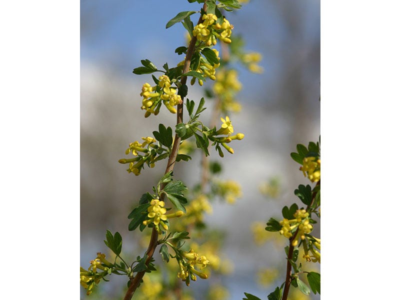 Golden-currants