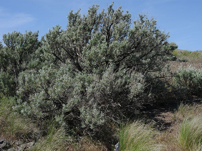 Hanford Reach Sage