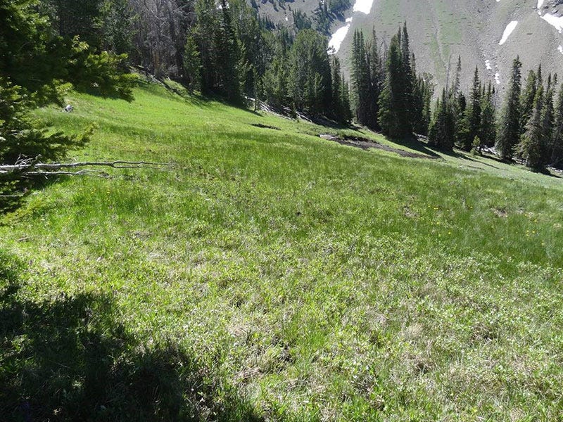 High Country Trail Cam