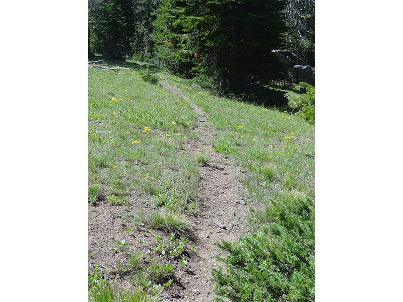 High Country Trail Cam