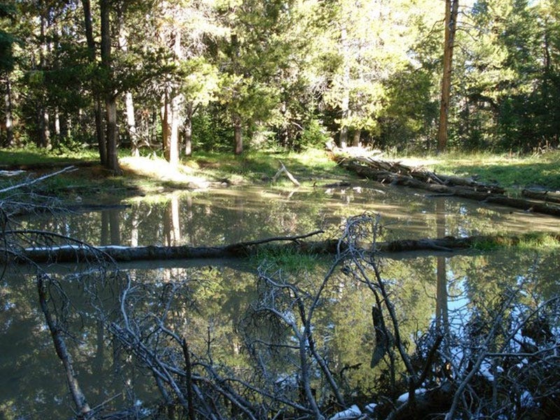 High Country Trail Cam