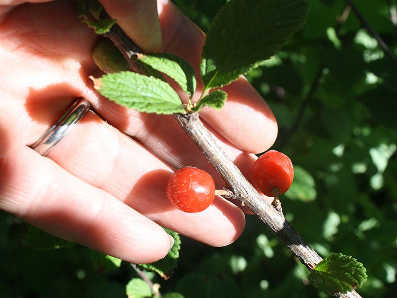 Nanking-cherries