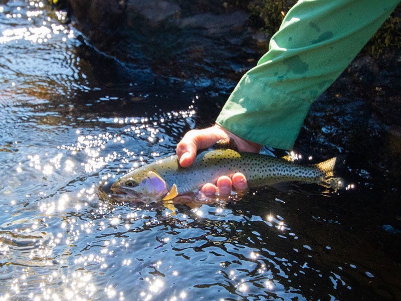 North Fork of the Clearwater River