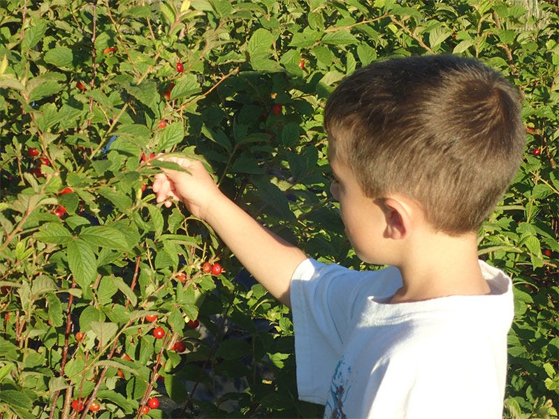 Picking-Nanking-cherries