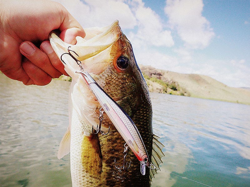 Rapala RipStop Rip Lips
