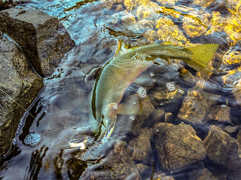 High Country Cutthroats