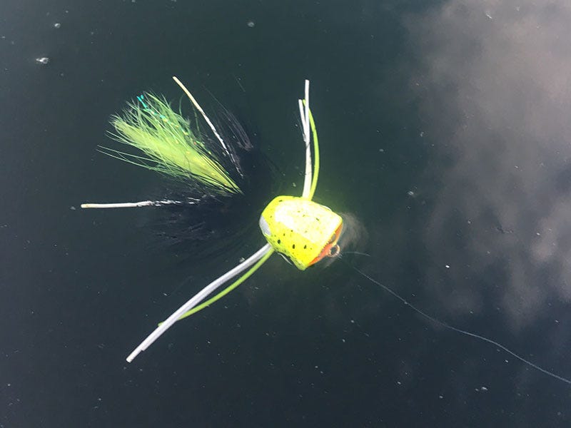 Fly Fishing 101: Do’s and Don’ts of Bass Fishing with Poppers/Divers