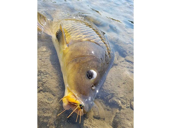 Carp-and-Jigged-Zirdle