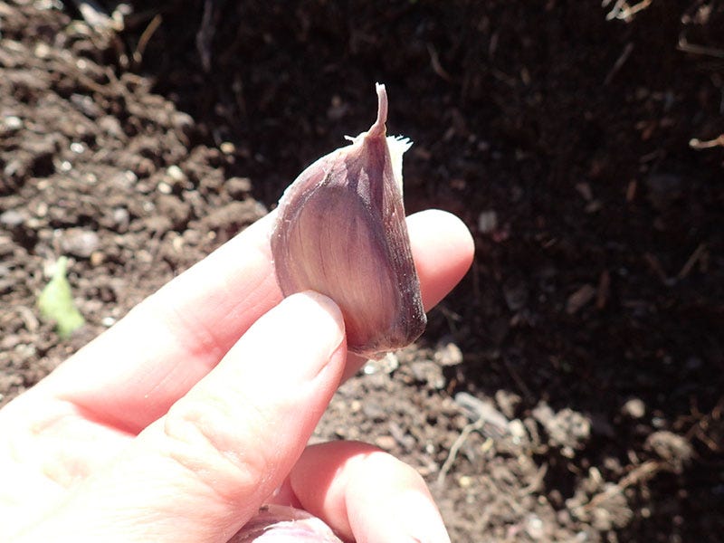 Spicing up Next Season: When and How to Plant Garlic