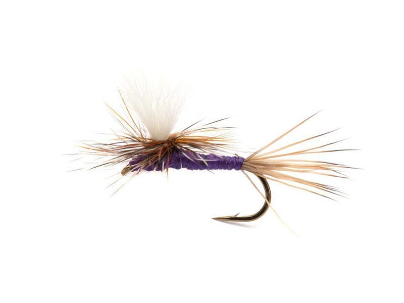 Fly of the Week: Purple Haze