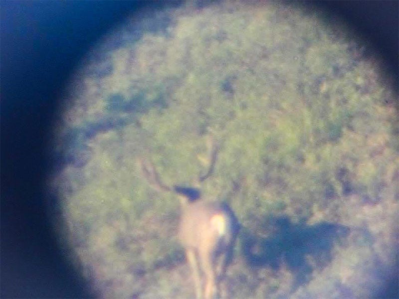 scouting for high country mule deer