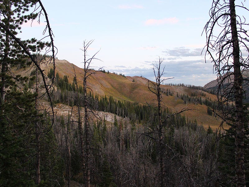 scouting for high country mule deer