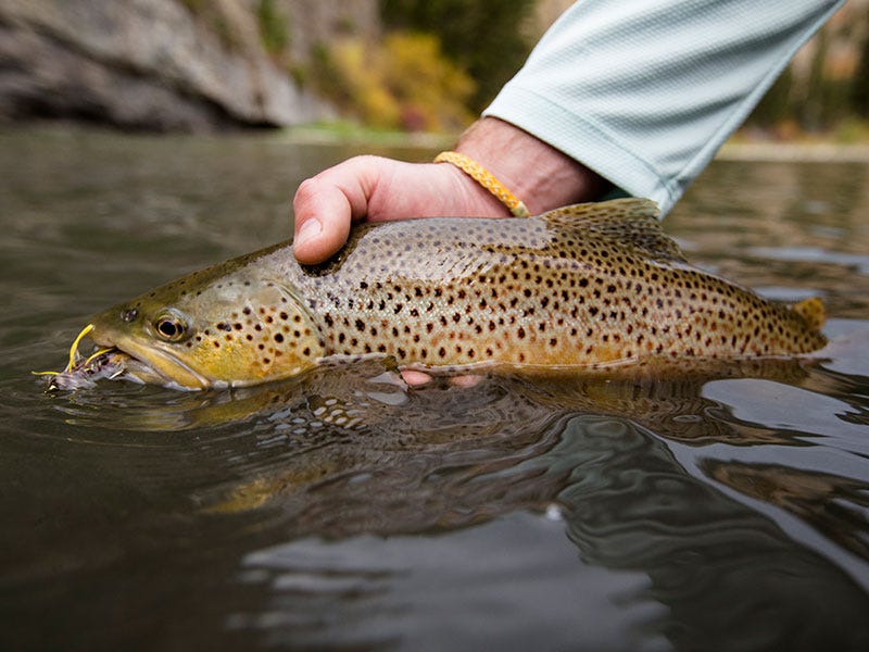 18 Freshwater Species in North Idaho