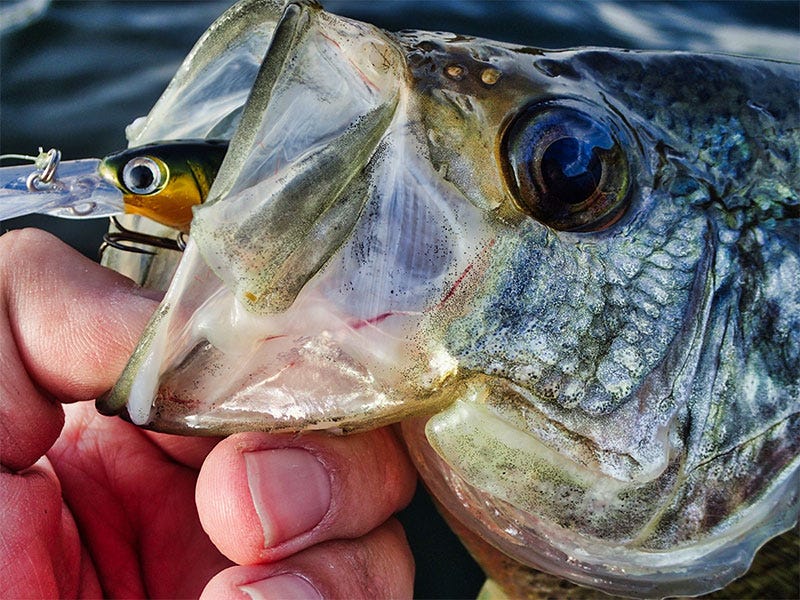 Fall_Fisheries_BlackCrappie