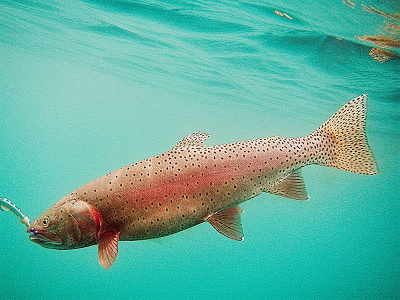 Fall_Fisheries_OmakCuttie