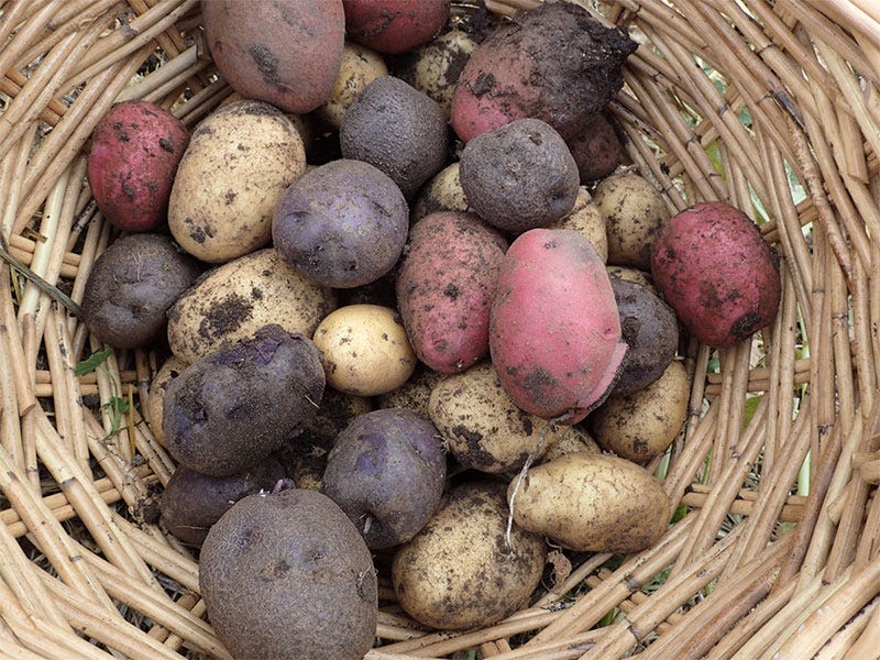 Underground Treasure: How to Harvest and Store Root Vegetables