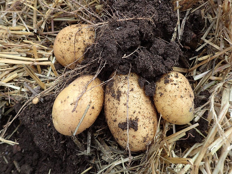 underground_treasure_potatoes